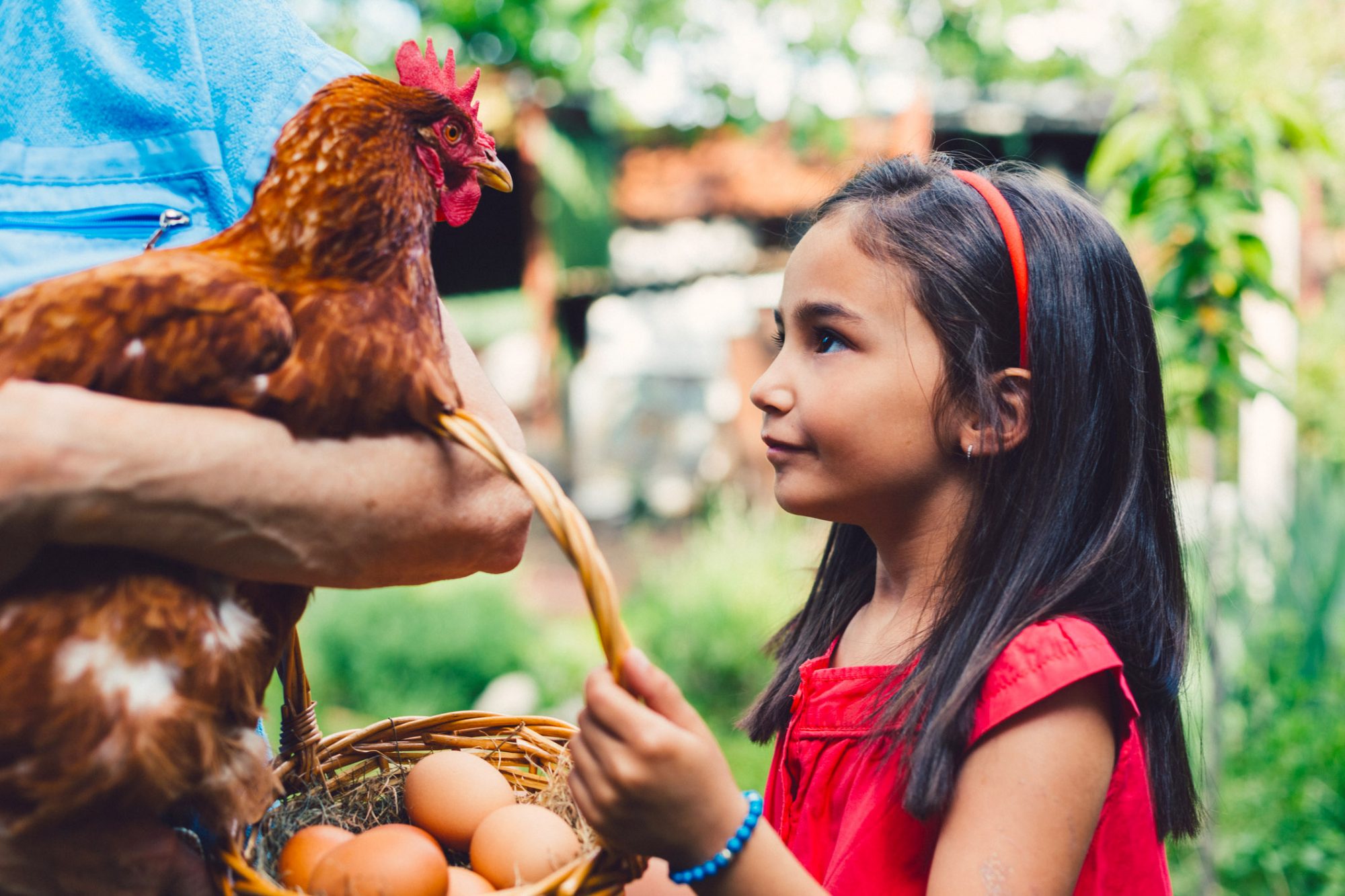 An image of a girl with a chicken.