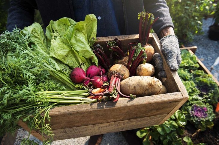 Gardener with organic fresh agricultural product